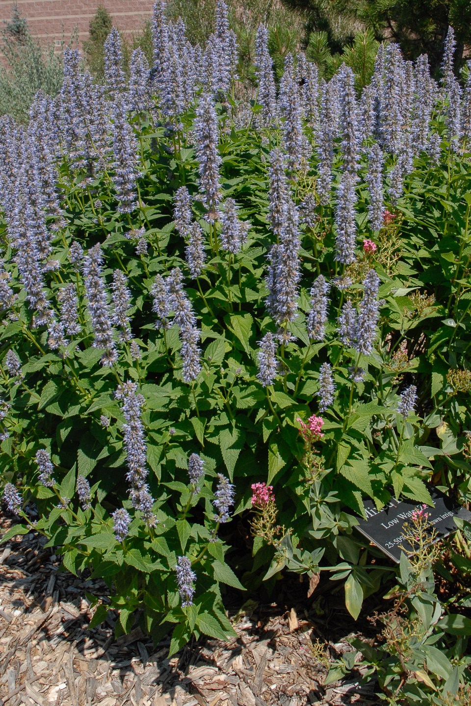 Blue Fortune Hyssop